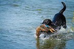 Labrador Retriever at duck hunting