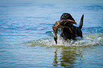 Labrador Retriever at duck hunting