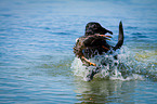 Labrador Retriever at duck hunting