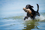 Labrador Retriever at duck hunting