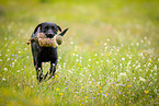running Labrador Retriever