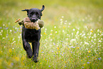 running Labrador Retriever
