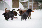 running Labrador Retriever