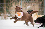 running Labrador Retriever