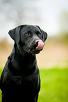 Labrador Retriever Portrait