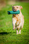 running Labrador Retriever