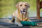 lying Labrador Retriever