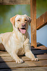 lying Labrador Retriever