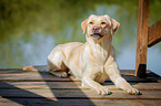 lying Labrador Retriever