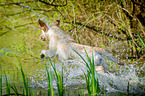 Labrador Retriever at the water