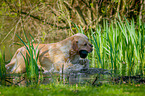 trotting Labrador Retriever