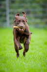 running Labrador Retriever