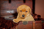 Labrador Retriever Puppy