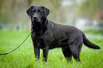standing Labrador Retriever