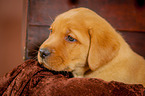 Labrador Retriever Portrait