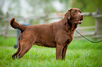standing Labrador Retriever