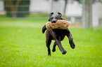 running Labrador Retriever