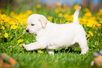trotting Labrador Retriever
