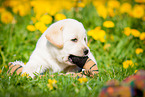 Labrador Retriever Puppy