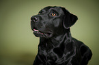 Labrador Retriever Portrait
