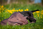 Labrador Retriever Puppy