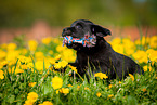 Labrador Retriever Puppy