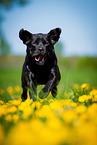 running Labrador Retriever