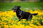 running Labrador Retriever