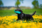 running Labrador Retriever