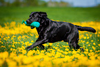 running Labrador Retriever