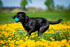 running Labrador Retriever