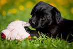 lying Labrador Retriever