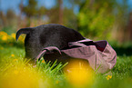 Labrador Retriever Puppy
