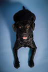 lying Labrador Retriever