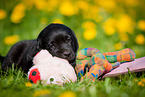 lying Labrador Retriever