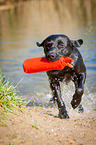 running Labrador Retriever