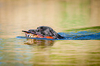 swimming Labrador Retriever