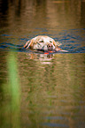 swimming Labrador Retriever