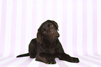 lying Labrador Retriever Puppy