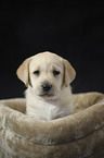 Labrador Retriever Puppy
