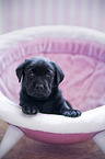 Labrador Retriever Puppy