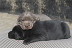 Labrador Retriever Puppies