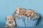 Labrador Retriever Puppies