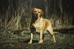 Labrador Retriever