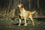 Labrador Retriever
