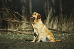sitting Labrador Retriever