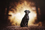 sitting Labrador Retriever
