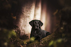 lying Labrador Retriever