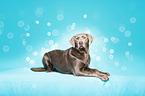 lying Labrador Retriever