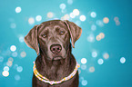 Labrador Retriever Portrait